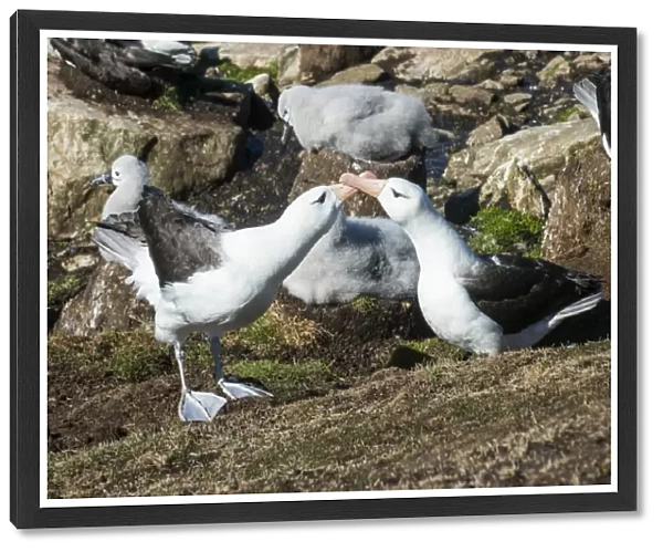 Colony of black-browed albatross mother feeding a chick (Thalassarche melanophris)