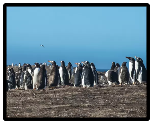 Long-tailed gentoo penguin colony (Pygoscelis papua), Saunders Island, Falklands