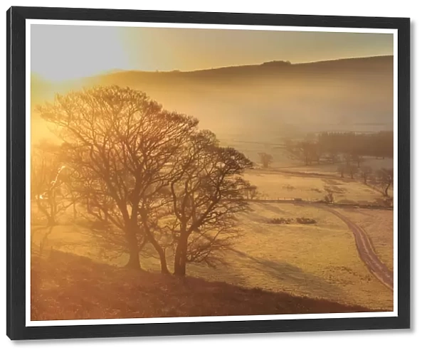 Misty and frosty sunrise with a copse of trees in winter, Castleton, Peak District National Park