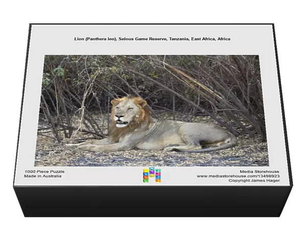 Lion (Panthera leo), Selous Game Reserve, Tanzania, East Africa, Africa