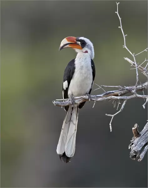 Von Der Deckens hornbill (Tockus deckeni), male, Selous Game Reserve, Tanzania, East Africa