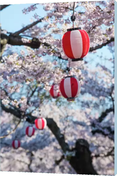 Paper lanterns hanging in the blooming cherry trees, Fort Goryokaku, Hakodate, Hokkaido