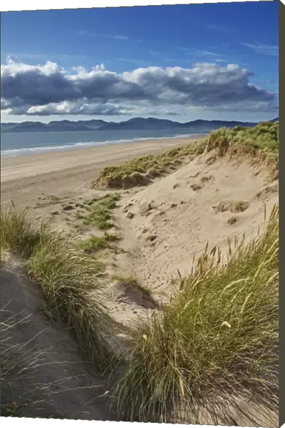 Sand dunes on Rossbeigh beach, Ring of Kerry, County Kerry, Munster, Republic of Ireland