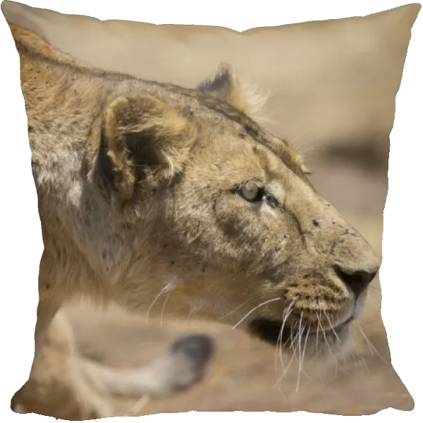 Lioness (Panthera leo), Ngorongoro Crater, Tanzania, East Africa, Africa