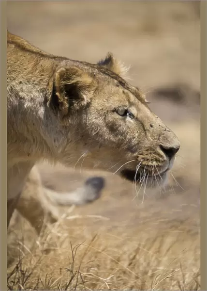 Lioness (Panthera leo), Ngorongoro Crater, Tanzania, East Africa, Africa
