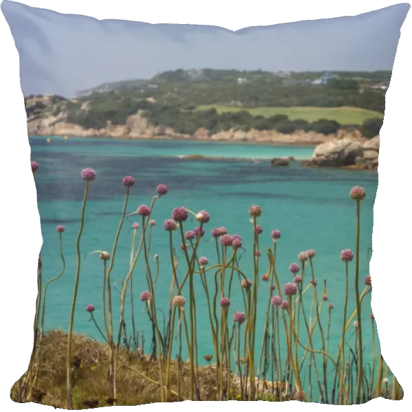 Pink flowers of the inland frame the turquoise sea in summer, Sperone, Bonifacio
