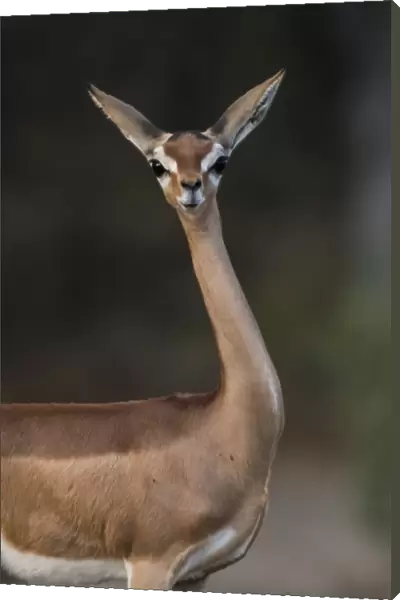 Gerenuk (Litocranius walleri), Samburu National Reserve, Kenya, East Africa, Africa