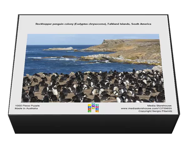 Rockhopper penguin colony (Eudyptes chrysocome), Falkland Islands, South America