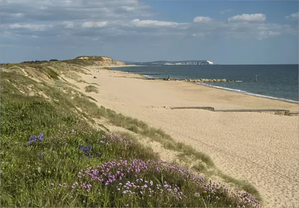 Sea pinks, Hengistbury Head Beach, Poole Bay, Bournemouth, with Isle of Wight in the background