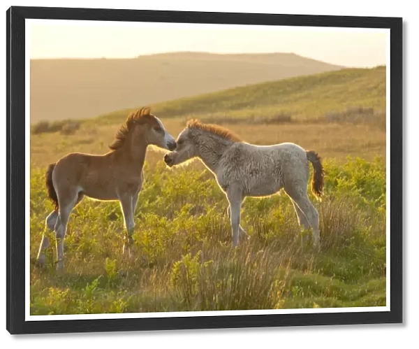 Welsh foals on the Mynydd Epynt moorland, Powys, Wales, United Kingdom, Europe