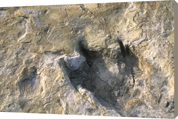 Close-up of dinosaur footprint