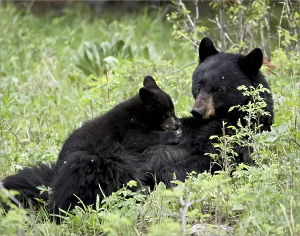 Black bear (Ursus americanus) sow nursing a spring cub