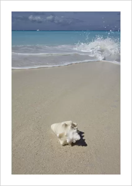 A conch shell on the shore in Grace Bay, Providenciales, Turks and Caicos in the Caribbean
