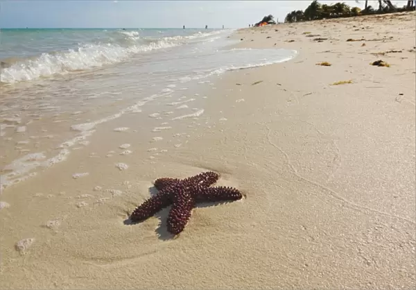 A starfish along the shore of Long Bay beach, Providenciales, Turks and Caicos, in the Caribbean