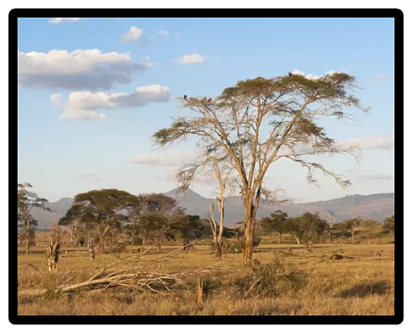 Trees in a plain in Tsavo, Tsavo, Kenya, East Africa, Africa