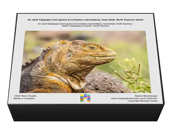 An adult Galapagos land iguana (Conolophus subcristatus), head detail, North Seymour Island