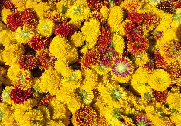 Cut yellow marigolds for sale in the early morning flower market, Jaipur, Rajasthan