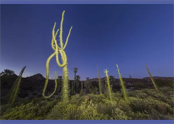 Boojum (Cirio) (Fouquieria columnaris) tree at sunset, Rancho Santa Inez, Baja California