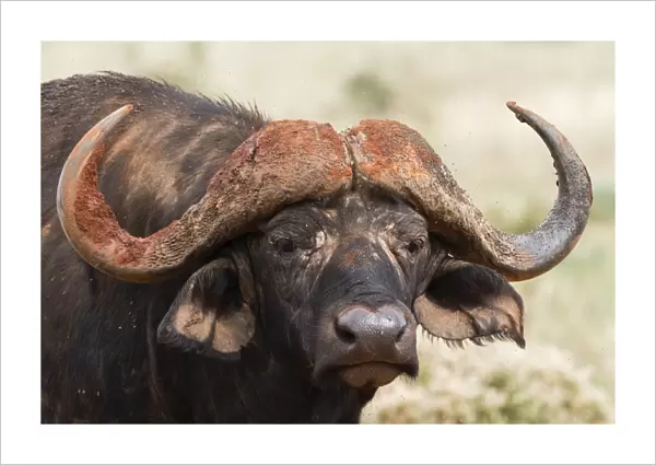 African buffalo (Syncerus caffer), Tsavo, Kenya, East Africa, Africa