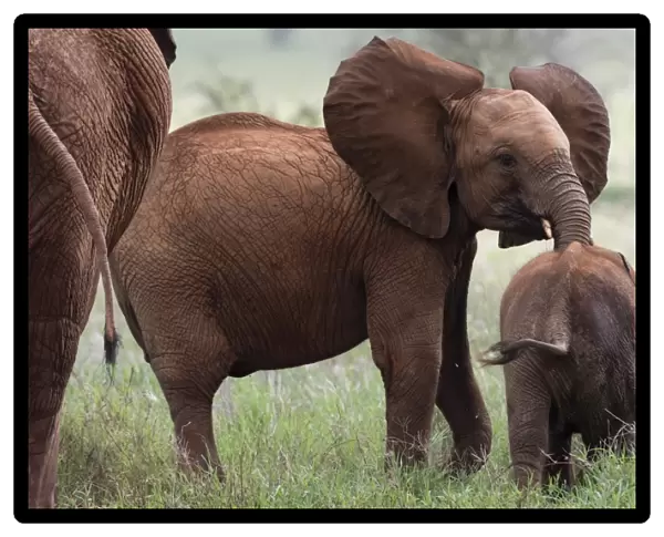A young African elephant (Loxodonta africana) and a calf, Tsavo, Kenya, East Africa