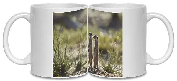 Two Meerkat (Suricate) (Suricata suricatta) prairie-dogging, Kgalagadi Transfrontier Park