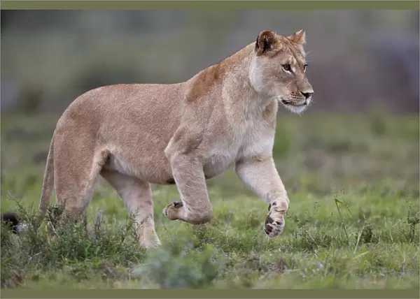 Lioness (Lion, Panthera leo) running, Addo Elephant National Park, South Africa, Africa