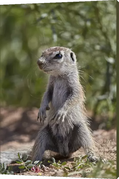 Cape ground squirrel (Xerus inauris), juvenile, Kgalagadi Transfrontier Park, South Africa
