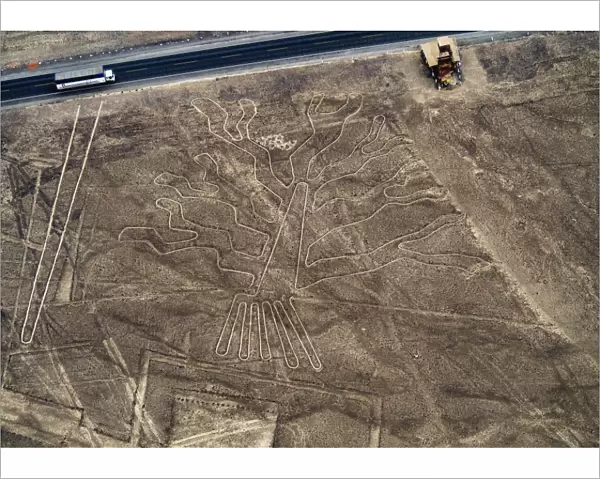 The Tree Geoglyph, aerial view, Nazca, UNESCO World Heritage Site, Ica Region, Peru