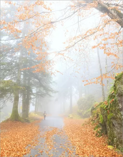 One person walk in the forest of Bagni di Masino, Valmasino, Valtellina, Lombardy