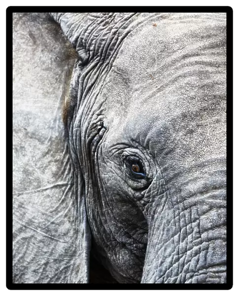 Eye of the African elephant, Serengeti National Park, Tanzania, East Africa, Africa