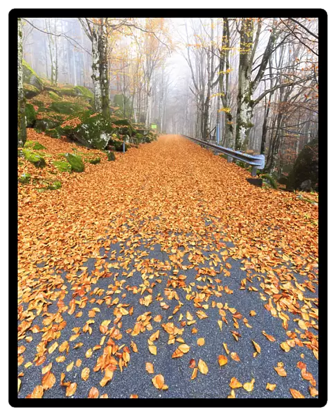 Leaves on the road through the forest of Bagni di Masino, Valmasino, Valtellina. Lombardy