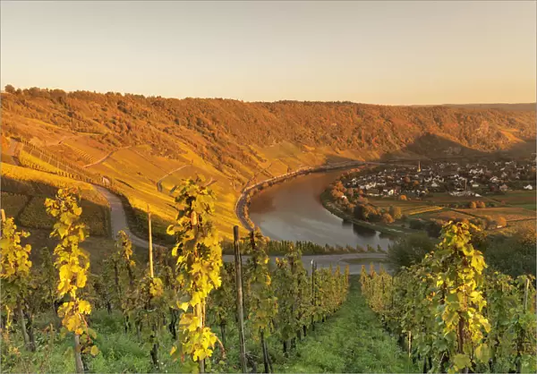Loop of Moselle River at sunset near the town of Kroev, Rhineland-Palatinate, Germany