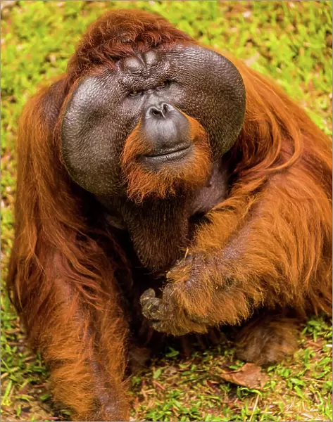Native Orangutan in Bako National Park, Kuching, Sarawak, Borneo, Malaysia, Southeast Asia