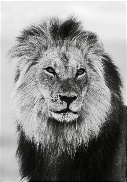 Lion (Panthera leo) male in monochrome, Kgalagadi Transfrontier Park, South Africa