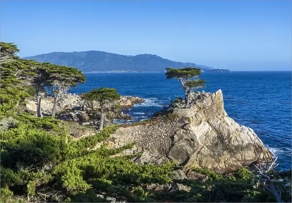 Carmel Bay, Lone Cypress at Pebble Beach, 17 Mile Drive, Peninsula, Monterey, California