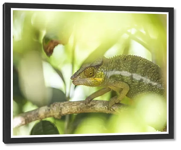 Parsons chameleon (Calumma parsonii), endemic to Madagascar