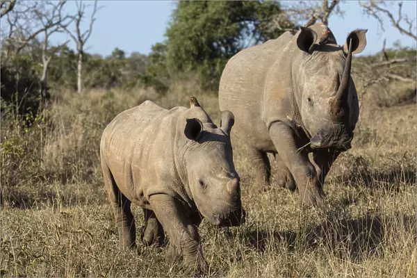 White rhinos (Ceratotherium simum), iMfolozi game reserve, KwaZulu-Natal, South Africa
