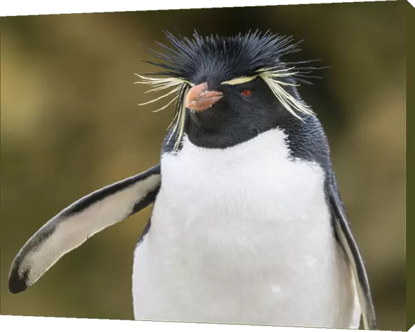 An adult Southern rockhopper penguin, Eudyptes chrysocome, at rookery on New Island