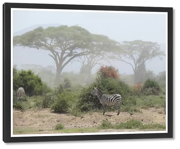 Zebra under an Acacia tree in dusty Amboseli National Park, Kenya, East Africa, Africa