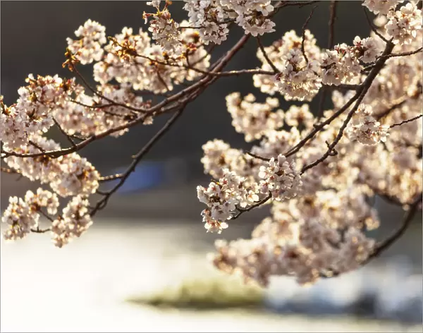 Asia, Japan, Honshu, Yamanashi prefecture, cherry blossom