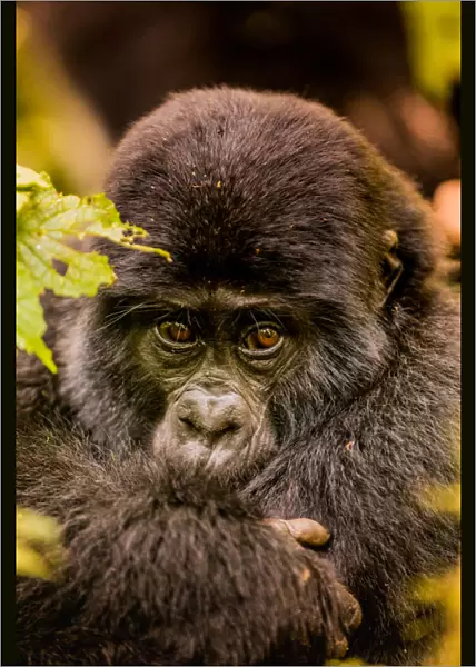 Mountain Gorillas in Bwindi Impenetrable Forest National Park, UNESCO World Heritage Site