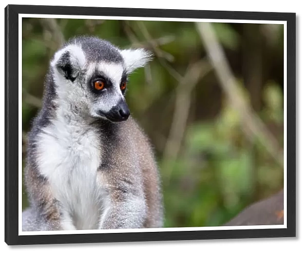 Ring Tailed Lemur in a sanctuary, South Africa, Africa