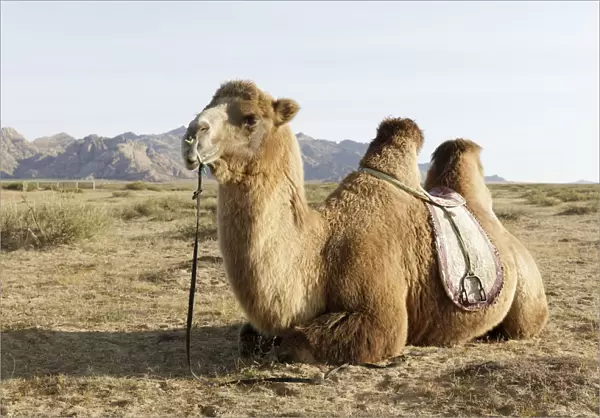 A camel in Khogno Khan National Park, Mongolia, Central Asia, Asia