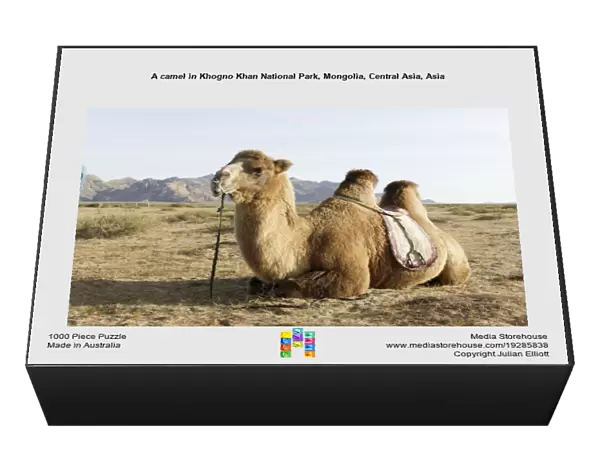 A camel in Khogno Khan National Park, Mongolia, Central Asia, Asia