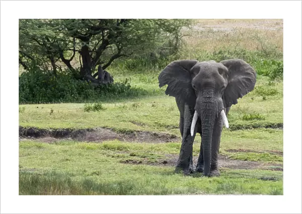 African elephant (Loxodonta africana), Seronera, Serengeti National Park, UNESCO World