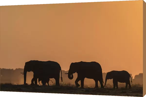 African elephants (Loxodonta africana) at sunset, Chobe National Park, Botswana, Africa