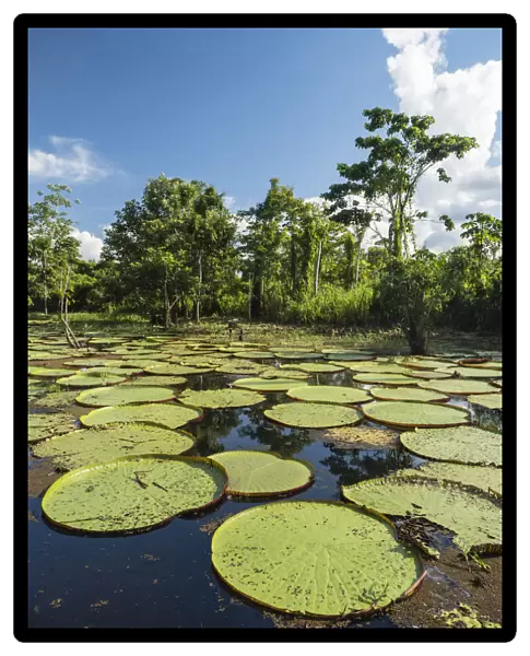 A large group of Victoria water lily (Victoria amazonica), on the Yarapa River, Nauta