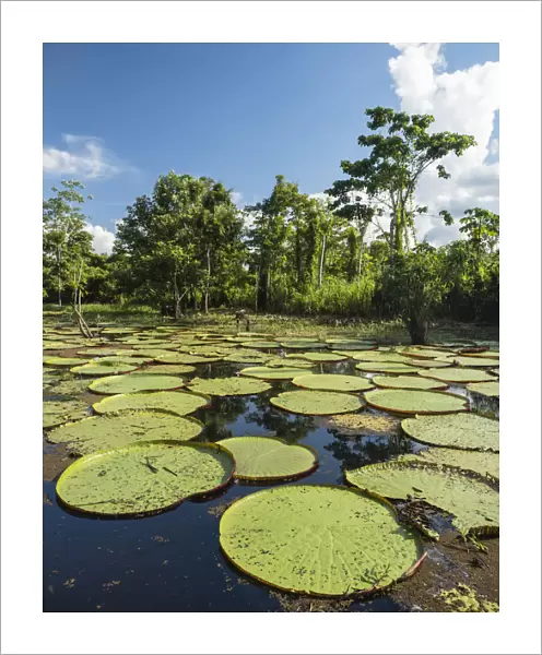A large group of Victoria water lily (Victoria amazonica), on the Yarapa River, Nauta