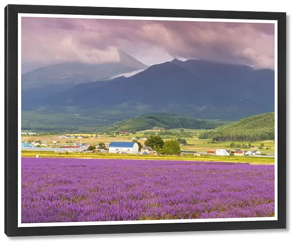 Lavender fields, Furano, Hokkaido, Japan, Asia