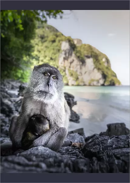 Monkey at Yong Kasem beach, known as Monkey Beach, Phi Phi Don Island, Thailand